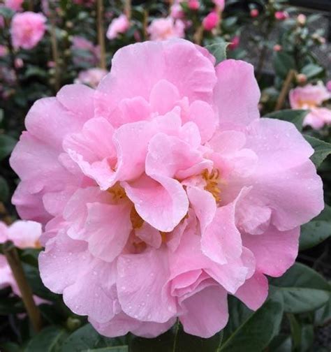 Camellia Floribunda (It’s Gorgeous Camellia)