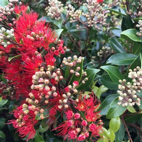 Metrosideros Collina ‘Little Ewan’ (Dwarf New Zealand Christmas Bush)