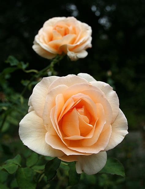 Rosa ‘Apricot Nectar’ (Floribunda Rose)