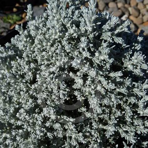 Leucophyta Brownii ‘Silver Nugget’ (Dwarf Cushion Bush)