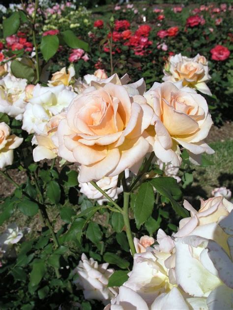Rosa ‘Apricot Nectar’ (Floribunda Rose)