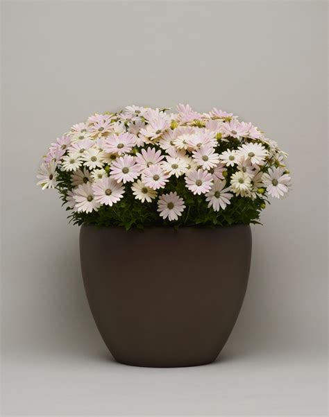 Osteospermum Ecklonis ‘Serenity Spring Day’ (Serenity Spring Day African Daisy)