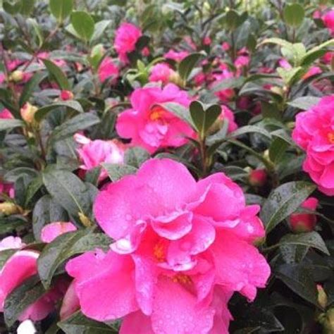 Camellia Floribunda (Pinktastic Camellia)