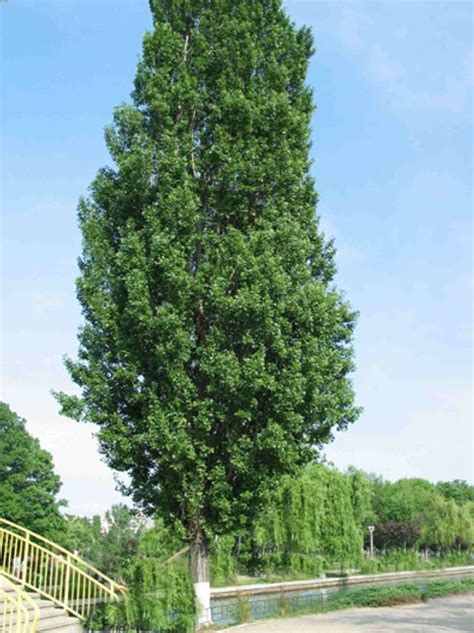 Populus Simonii ‘Fastigiata’ (Upright Simon Poplar)