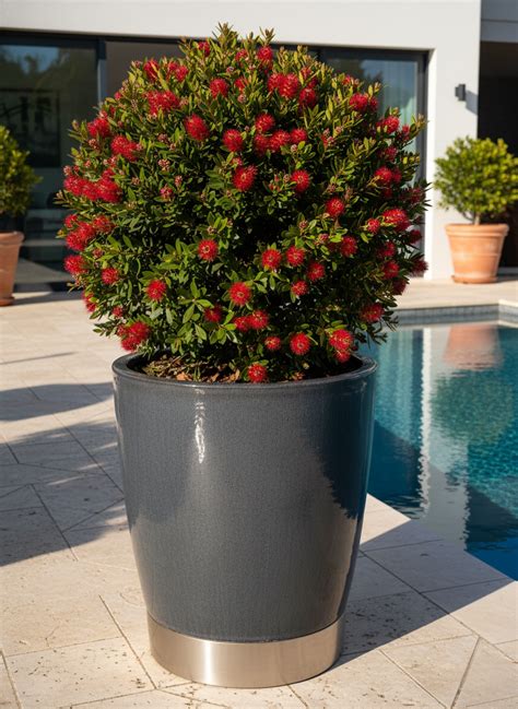Metrosideros Excelsa ‘Nana’ (Dwarf Pohutukawa)