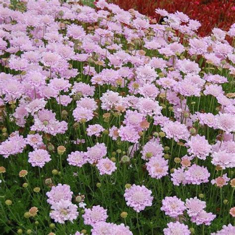 Scabiosa Columbaria ‘Samantha’s Pink’ (Samantha’s Pink Pincushion Flower)
