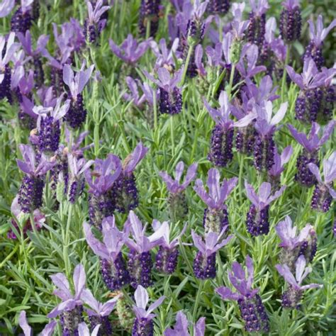Lavandula Pedunculata ‘Sensation Purple’