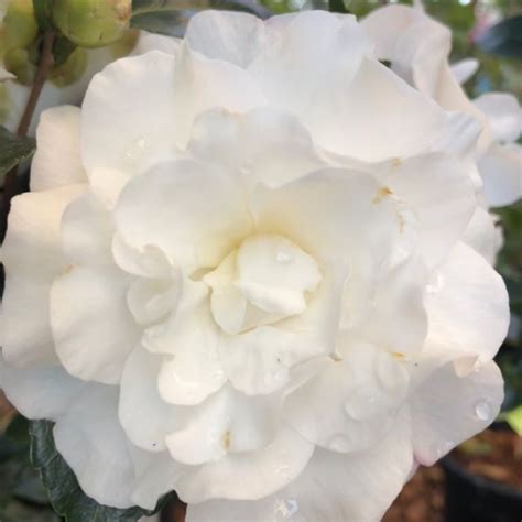 Camellia Sasanqua ‘Slimline Avalanche’ (Slimline Avalanche Camellia)