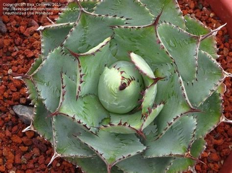 Agave 'Confederate Rose' (Confederate Rose Agave)