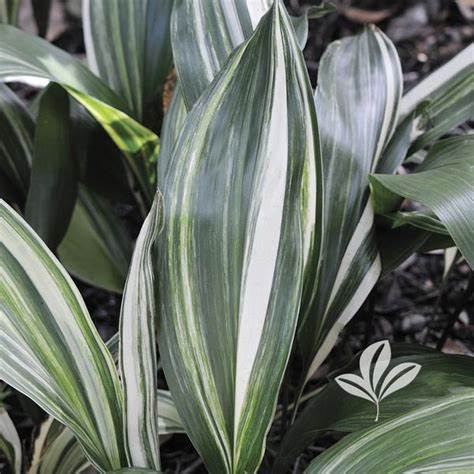 Aspidistra Elatior ‘Variegata’ (Variegated Cast Iron Plant)