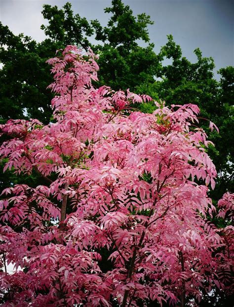 Toona Sinensis (Chinese Cedar) CLEARANCE