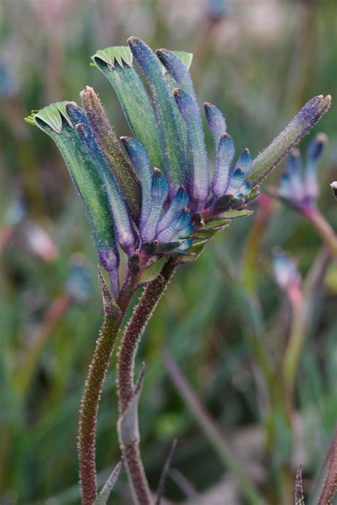 Anigozanthos Hybrid ‘Masquerade’ (Masquerade Kangaroo Paw)
