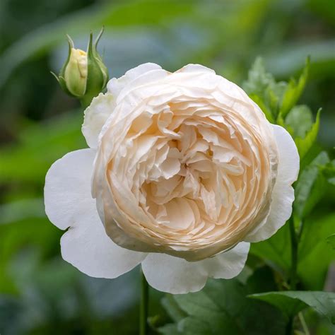 Rosa ‘Claire Austin’ (Claire Austin English Climbing Rose)