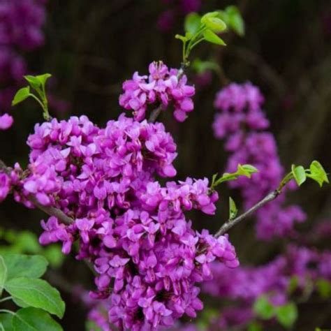 Cercis Chinensis Faerie Queen (Chinese Redbud)