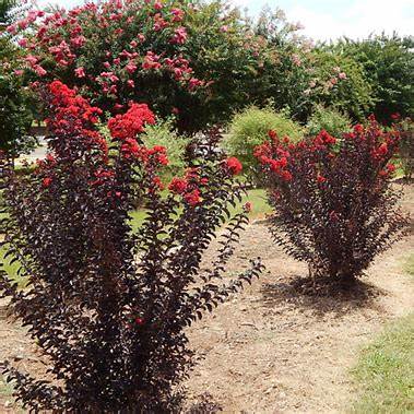 Lagerstroemia Indica ‘Crimson Red’ (Diamonds In The Dark Crimson Red Crepe Myrtle)