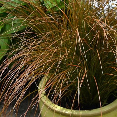 Carex Testacea ‘Rusty Fountain’ (Rusty Fountain Sedge)