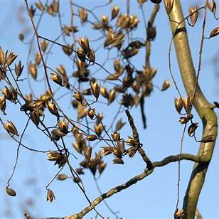 Toona Sinensis (Chinese Cedar) CLEARANCE