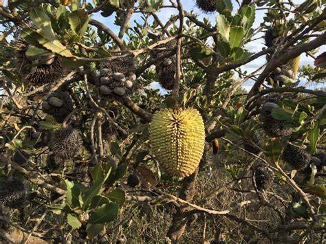 Banksia Lemanniana (Yellow Lantern Banksia)