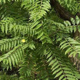 Toona Sinensis (Chinese Cedar) CLEARANCE