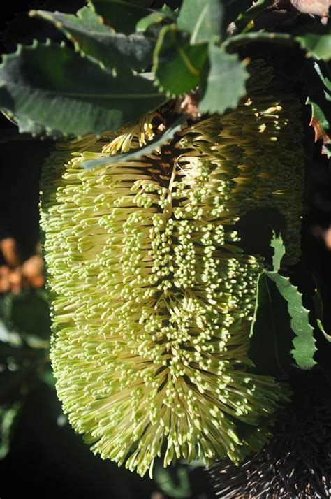 Banksia Lemanniana (Yellow Lantern Banksia)
