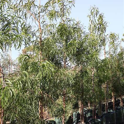 Acacia Implexa (Lightwood)