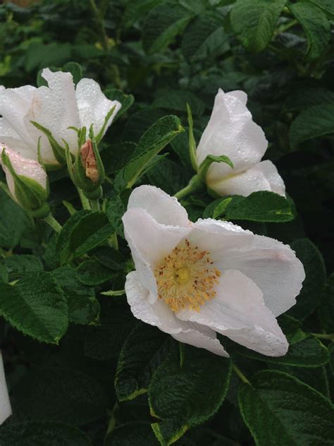 Rosa Rugosa Alba (White Rugosa Rose)