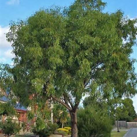 Acacia Implexa (Lightwood)