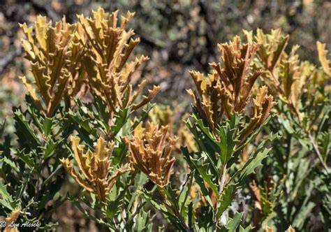Banksia Petiolaris (Prostrate Banksia)