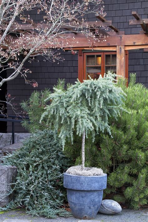 Cedrus Deodara ‘Feelin’ Blue’ (Feelin’ Blue Deodar Cedar)