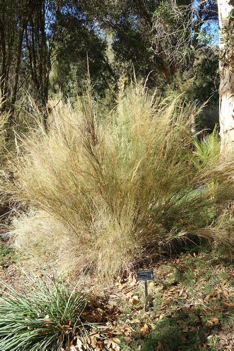 Austrostipa Ramosissima (Bamboo Spear Grass)
