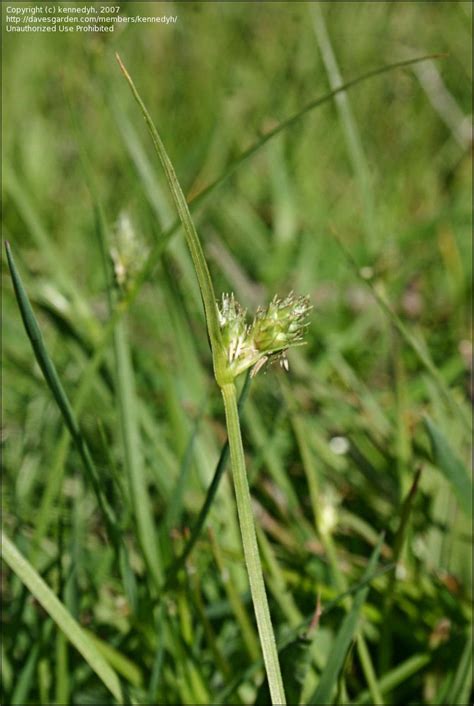 Carex Inversa (Knob Sedge)