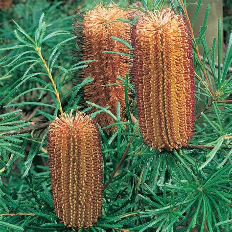 Banksia Spinulosa ‘Honeyeater Delight’ (Honeyeater Delight Banksia)