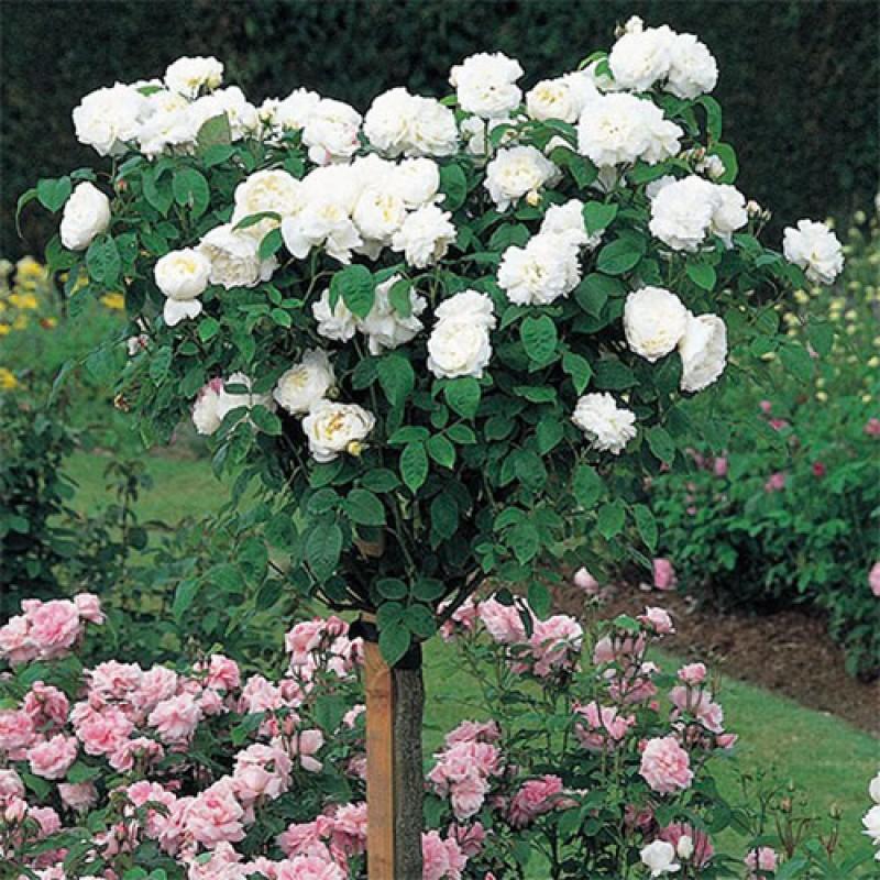 Rosa ‘Iceberg’ (Iceberg Patio Standard Floribunda Rose)