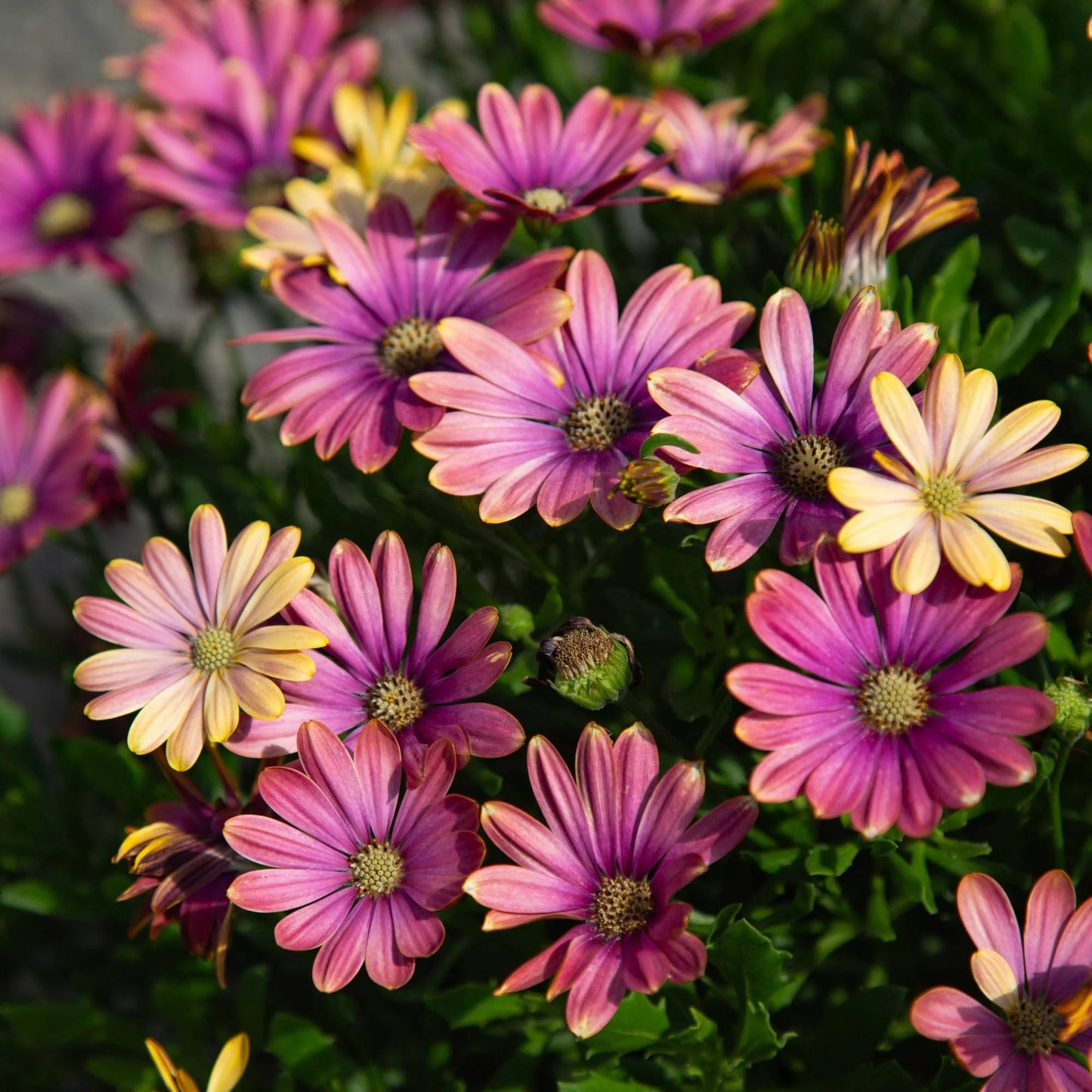 Osteospermum ecklonis ‘Pink Sun’ (African Daisy)