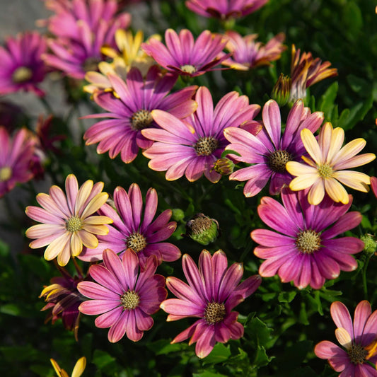 Osteospermum ecklonis ‘Pink Sun’ (African Daisy)