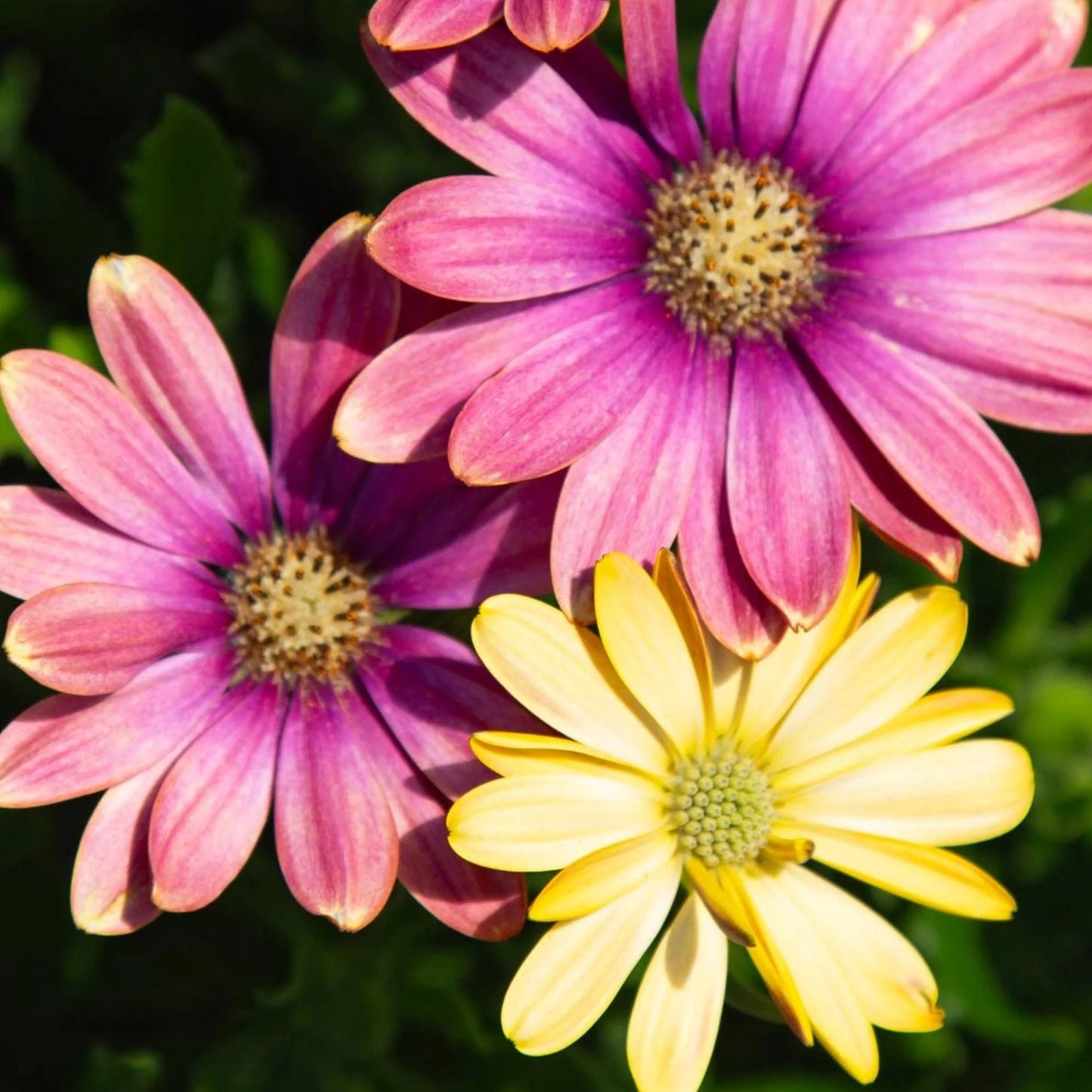 Osteospermum ecklonis ‘Pink Sun’ (African Daisy)