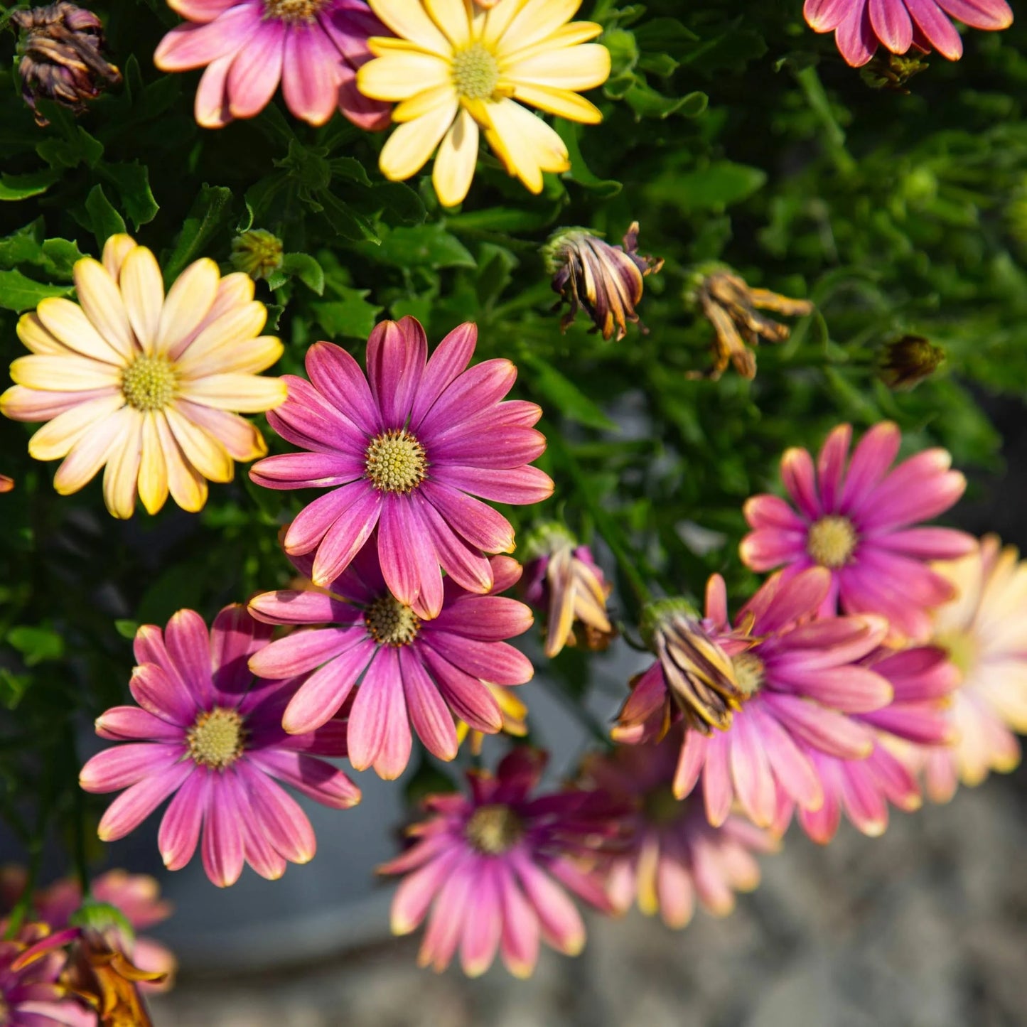 Osteospermum ecklonis ‘Pink Sun’ (African Daisy)