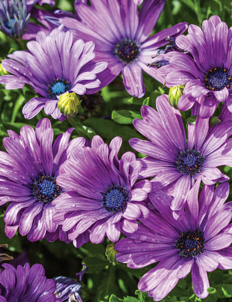 Osteospermum 'Power Packed Blue' (Power Packed Blue African Daisy)