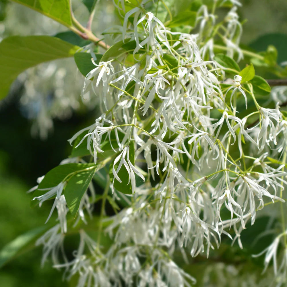 Chionanthus Virginicus (White Fringe Tree)