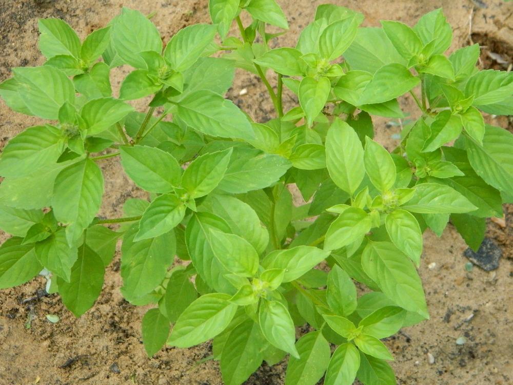Ocimum Americanum ‘Lime’ (Lime Basil)