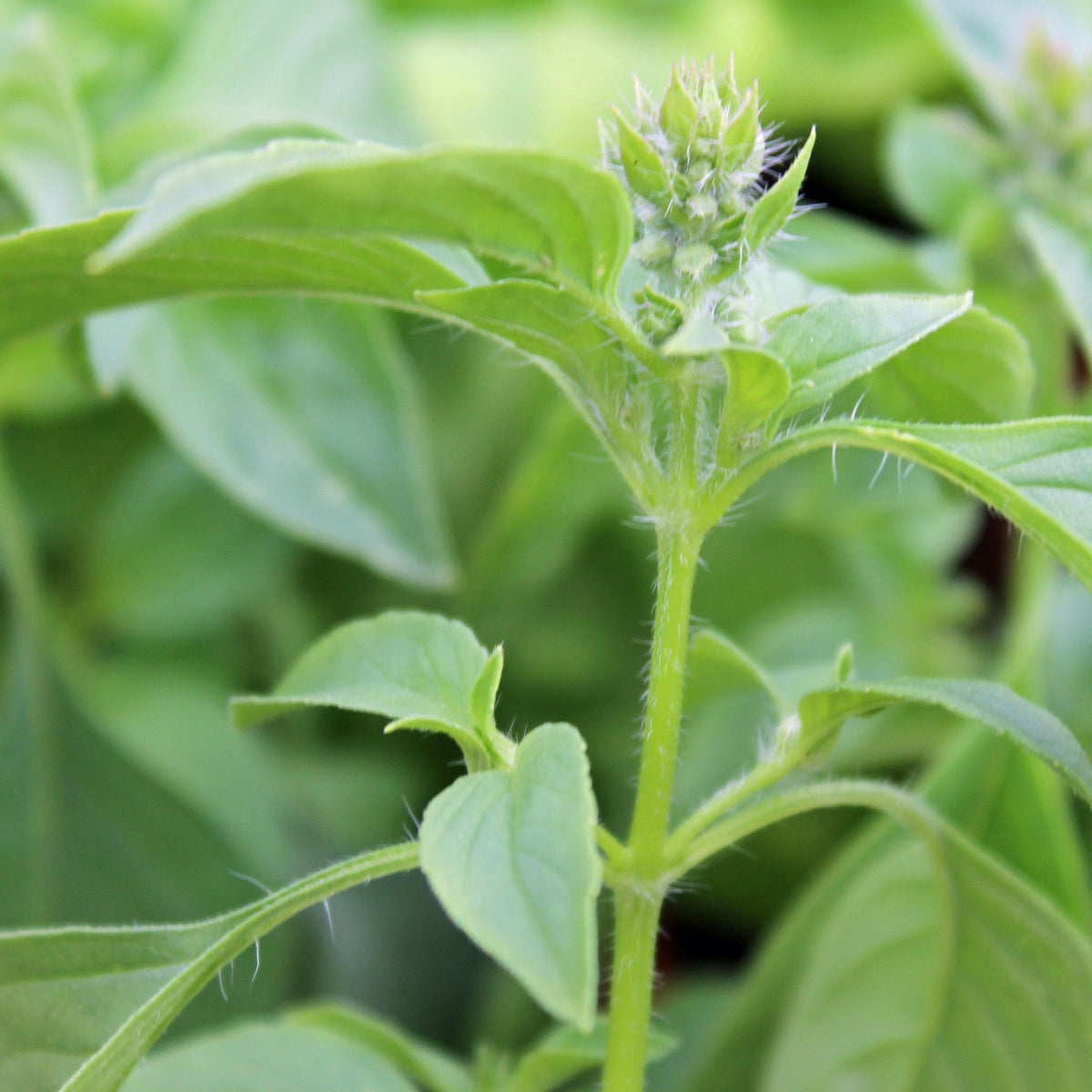 Ocimum Americanum ‘Lime’ (Lime Basil)