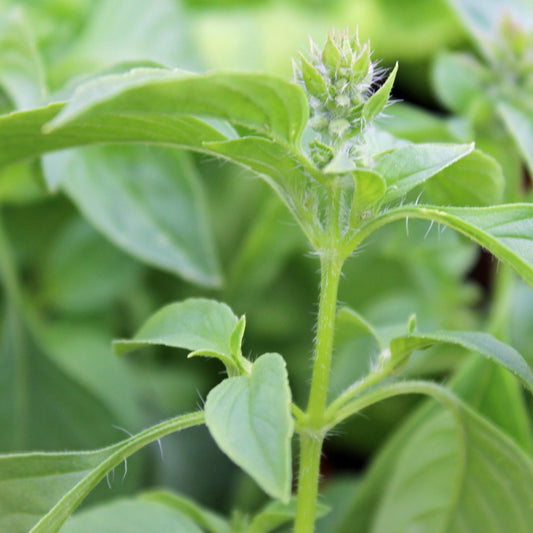 Ocimum Americanum ‘Lime’ (Lime Basil)