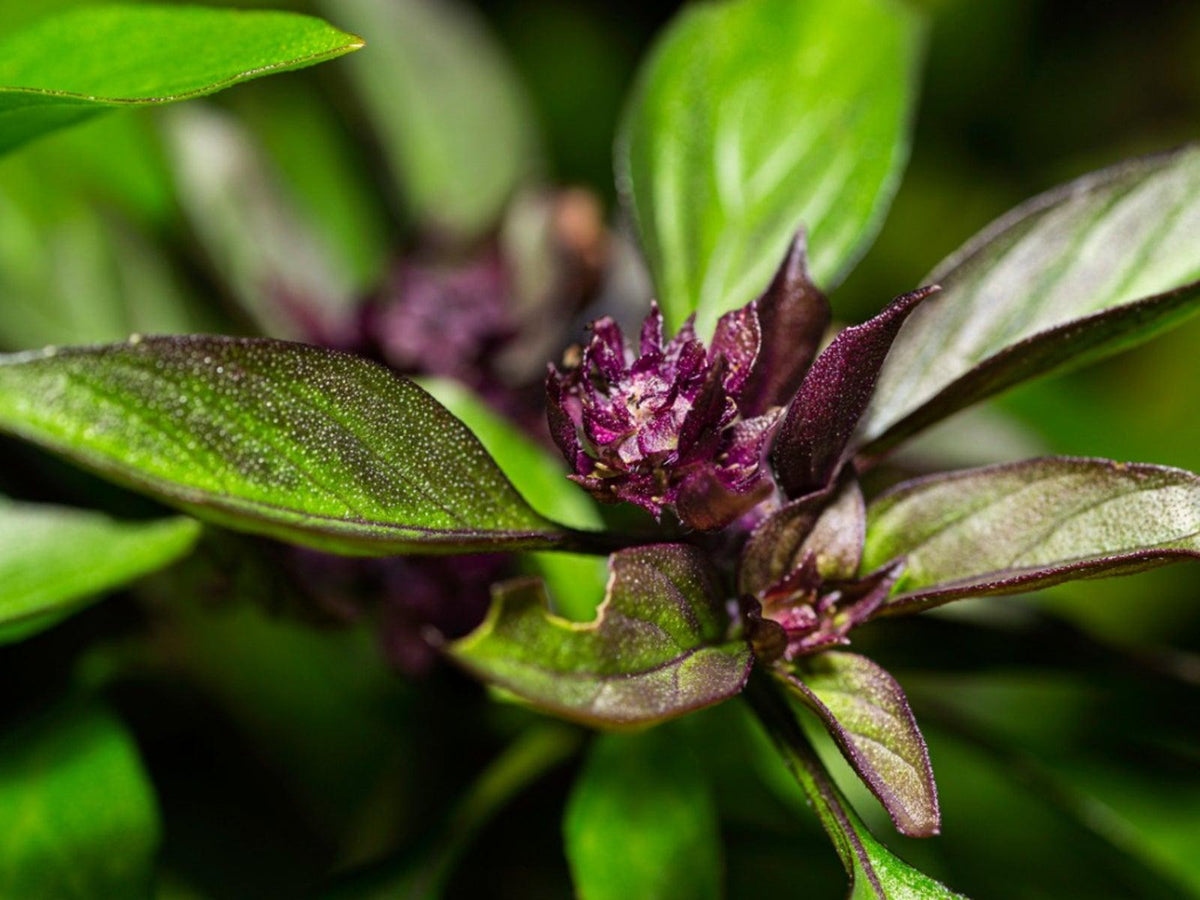 Ocimum Basilicum Var. Thyrsiflora (Thai Basil)