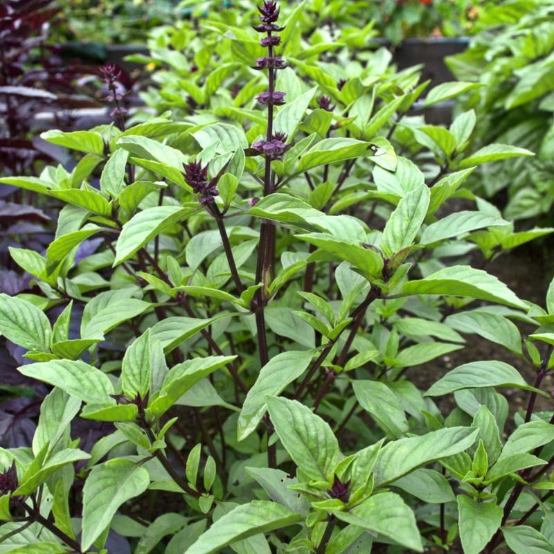 Ocimum Basilicum ‘Liquorice’ (Liquorice Basil)