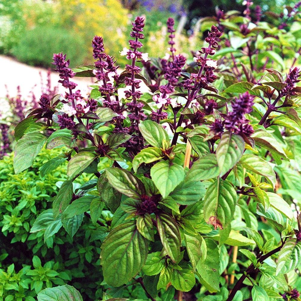 Ocimum Basilicum ‘Liquorice’ (Liquorice Basil)
