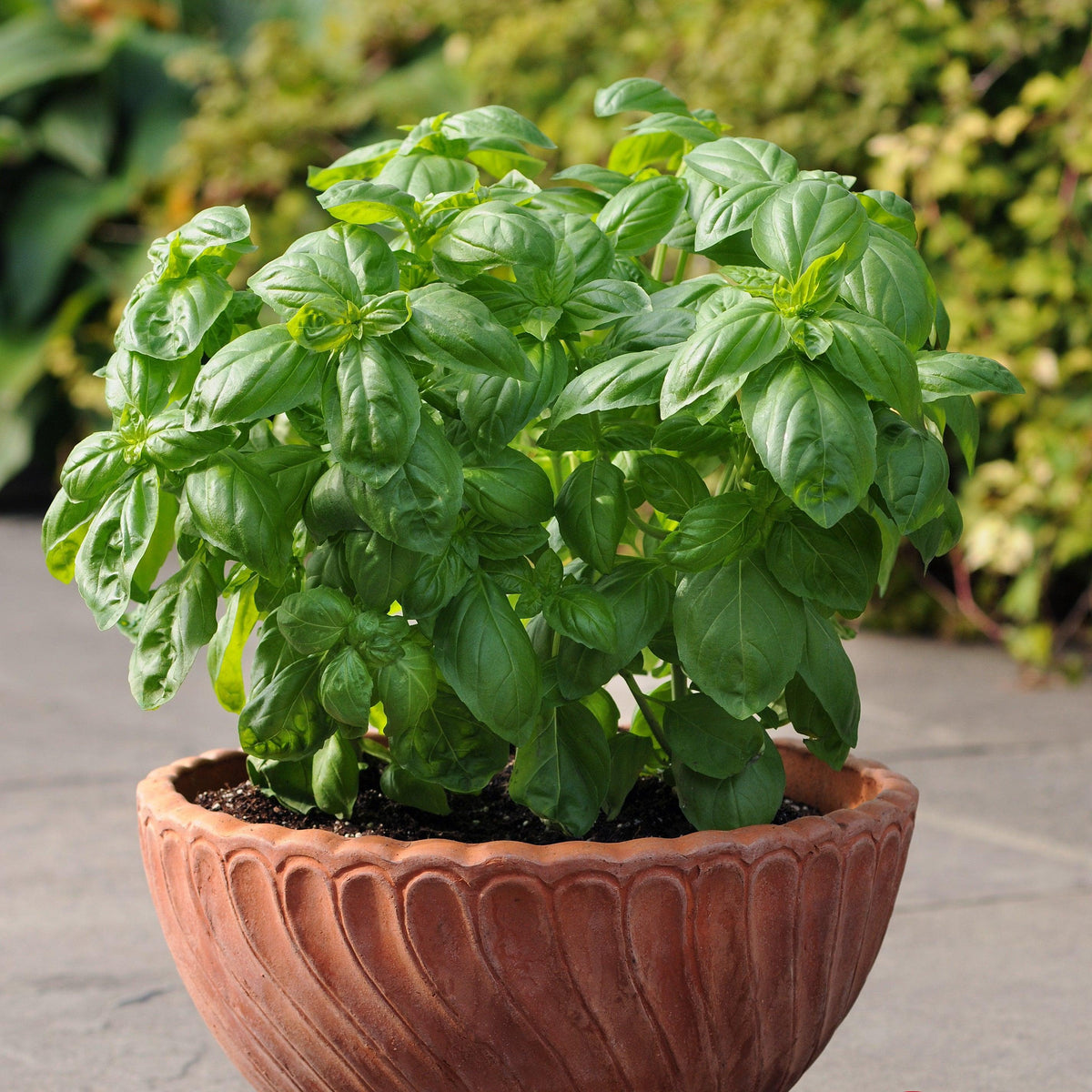 Ocimum Basilicum ‘Pesto’ (Pesto Basil)