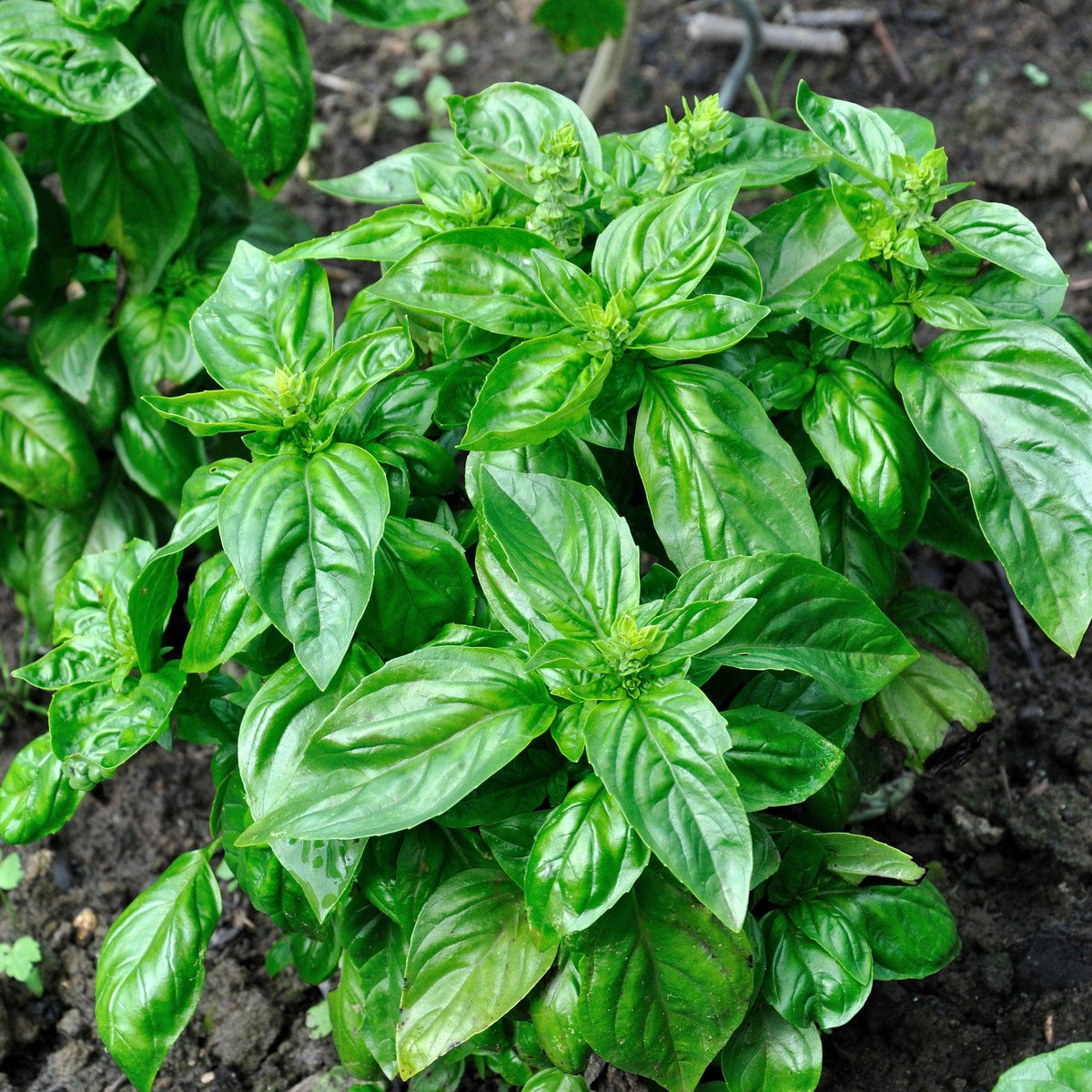 Ocimum Basilicum ‘Pesto’ (Pesto Basil)