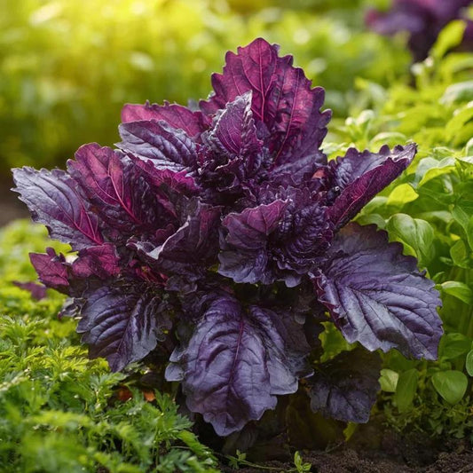 Ocimum Basilicum ‘Purple Ruffles’ (Purple Ruffles Basil)
