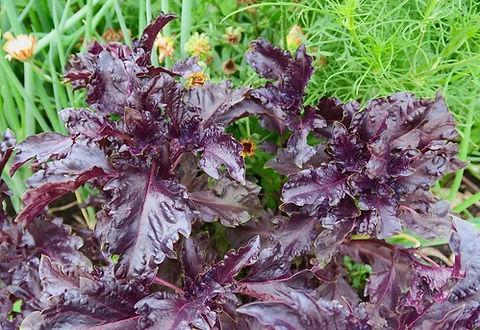 Ocimum Basilicum ‘Purple Ruffles’ (Purple Ruffles Basil)