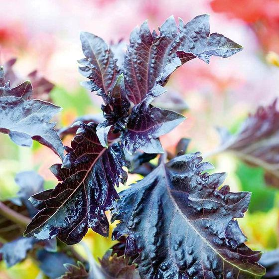 Ocimum Basilicum ‘Purple Ruffles’ (Purple Ruffles Basil)